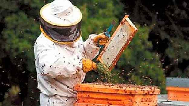 Apicultura miel